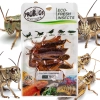 ProBugs Eco-Fresh Grasshopper 8pcs - świeże koniki polne